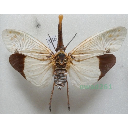 Pyrops astarte (Distant, 1914) Thailand14c